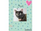 Adopt ANGEL a Domestic Shorthair / Mixed (short coat) cat in Crystal Lake