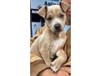 Adopt Blondie a American Pit Bull Terrier / Mixed Breed (Medium) / Mixed dog in