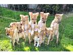 Adopt Adorable Collie Pit pups a Tan/Yellow/Fawn - with White Border Collie /