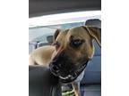 Adopt Colette a Black Mouth Cur / Mixed dog in Rockport, TX (41351557)