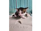 Adopt Villa a Domestic Shorthair / Mixed (short coat) cat in Rockport