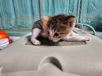 Adopt Mulan a Domestic Shorthair / Mixed (short coat) cat in Rockport