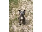 Adopt Baloo a American Staffordshire Terrier / Mixed dog in Rockport