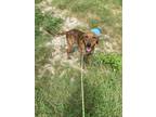 Adopt Tumbleweed a Plott Hound / Redbone Coonhound / Mixed dog in Rockport