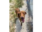 Adopt Dogwood a Redbone Coonhound / Plott Hound / Mixed dog in Rockport