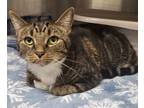 Adopt Aurora a Domestic Shorthair / Mixed (short coat) cat in Greeneville