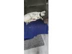 Adopt Riley a White - with Black English Setter / Mixed dog in Toronto