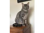 Adopt Finch a Gray, Blue or Silver Tabby American Shorthair / Mixed (short coat)