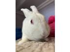 Adopt Prince Charming a White New Zealand / Mixed rabbit in Westford