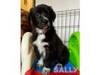 Adopt Sally a Black - with White Border Collie / Great Pyrenees / Mixed dog in