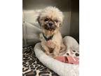Adopt Aria a Shih Tzu / Mixed dog in Pittsfield, IL (41351473)