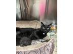 Adopt Parker a Domestic Shorthair / Mixed (short coat) cat in Pittsfield