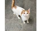 Adopt Jingles a Domestic Shorthair / Mixed (short coat) cat in Pittsfield