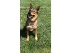 Adopt Rip a Australian Cattle Dog / German Shepherd Dog / Mixed dog in