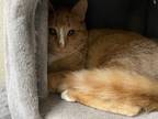 Adopt Marv a Domestic Shorthair / Mixed (short coat) cat in Glenfield
