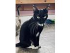 Adopt Grace a Domestic Shorthair / Mixed (short coat) cat in Glenfield