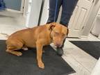 Adopt Rooster a American Pit Bull Terrier / Mixed dog in Forsyth, GA (41313849)