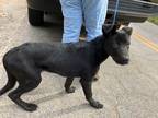 Adopt Alfie a Shepherd (Unknown Type) / Mixed dog in Forsyth, GA (41313848)