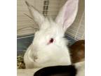 Adopt Tibia a White Californian / Other/Unknown / Mixed rabbit in Kokomo