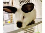 Adopt Femur a White Californian / Other/Unknown / Mixed rabbit in Kokomo