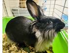 Adopt Clavicle a Black Californian / Other/Unknown / Mixed rabbit in Kokomo