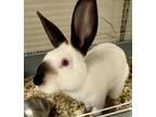 Adopt Humerus a White Californian / Other/Unknown / Mixed rabbit in Kokomo