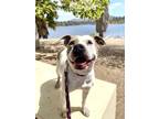 Adopt Gracie a White - with Gray or Silver American Pit Bull Terrier dog in