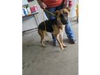 Adopt JENNY a German Shepherd Dog / Mixed dog in Lindsay, CA (41351453)
