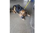 Adopt RYA a Border Collie / German Shepherd Dog / Mixed dog in Lindsay