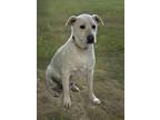 Adopt Colby a Mixed Breed (Medium) / Mixed dog in Killen, AL (41279790)