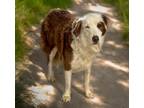 Adopt Blu a Mixed Breed (Medium) / Mixed dog in Killen, AL (41279789)