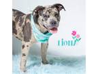 Adopt Fiona a American Pit Bull Terrier / Mixed dog in Hardeeville