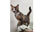 Adopt Penny a Domestic Shorthair / Mixed (short coat) cat in Fremont