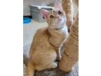Adopt Bugs a Domestic Shorthair / Mixed (short coat) cat in Fremont