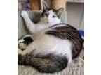 Adopt Chloe a Domestic Shorthair / Mixed (short coat) cat in Fremont