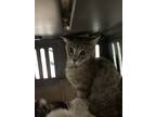 Adopt M&M RTO a Domestic Shorthair / Mixed (short coat) cat in Fort Walton