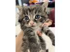 Adopt Flashback a Brown Tabby Domestic Shorthair / Mixed (short coat) cat in