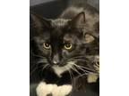 Adopt Rhett 2 a Domestic Shorthair / Mixed (short coat) cat in Fort Walton