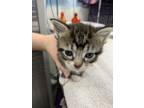 Adopt Cliffhanger a Brown Tabby Domestic Shorthair / Mixed (short coat) cat in