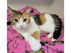 Adopt Marie a Domestic Shorthair / Mixed (short coat) cat in Fremont