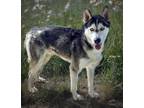 Adopt Milo a Husky / Mixed dog in Killen, AL (41322733)