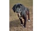 Adopt Leyla a Mixed Breed (Medium) / Mixed dog in Killen, AL (41275382)