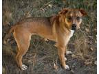 Adopt Layla a Mixed Breed (Medium) / Mixed dog in Killen, AL (41322732)