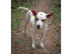 Adopt Lawson a Mixed Breed (Medium) / Mixed dog in Killen, AL (40696570)
