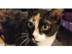 Adopt Miracle a Black (Mostly) Calico (short coat) cat in Jemison, AL (41351419)