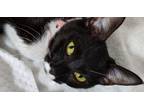 Adopt Fiona a Black & White or Tuxedo American Shorthair / Mixed (short coat)