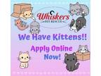 Adopt ASSORTED KITTENS a Spotted Tabby/Leopard Spotted Domestic Shorthair /