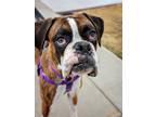 Adopt Gin a Boxer / Mixed dog in Denver, CO (41163828)