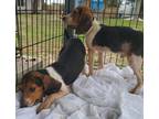 Adopt Clyde a Beagle / Mixed Breed (Medium) dog in Ridgeland, SC (39305896)