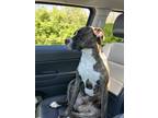 Adopt Moose a Brindle American Pit Bull Terrier / Mixed dog in Dayton